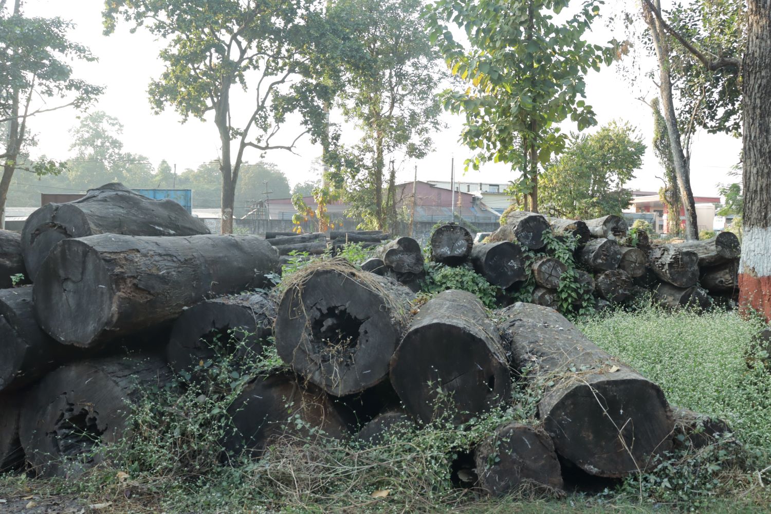 ठेक्का नलाग्दा वनमै कुहिँदै सात करोडको काठ