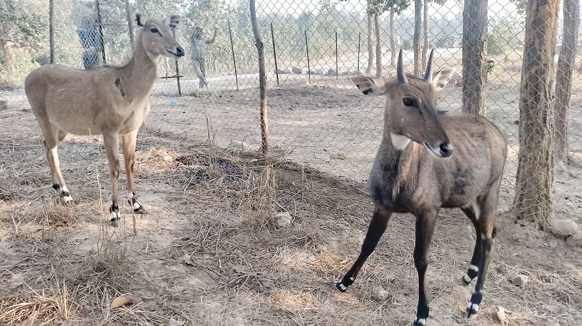 उदयपुरमा वन्यजन्तुको उद्धार, उपचार तथा पुनःस्थापना केन्द्र स्थापना