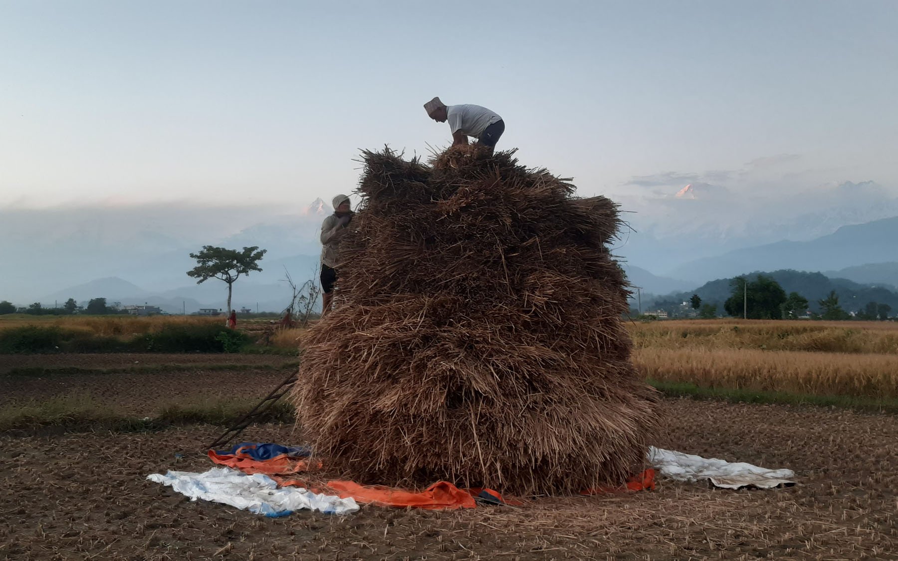 कुनयो लगाउँदै