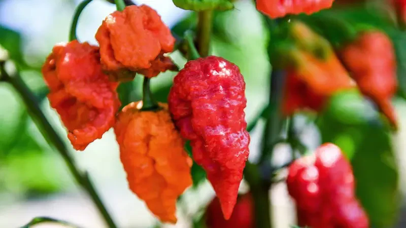 खुर्सानीको पिरो स्वास्थ्यका लागि कति जोखिमपूर्ण ?