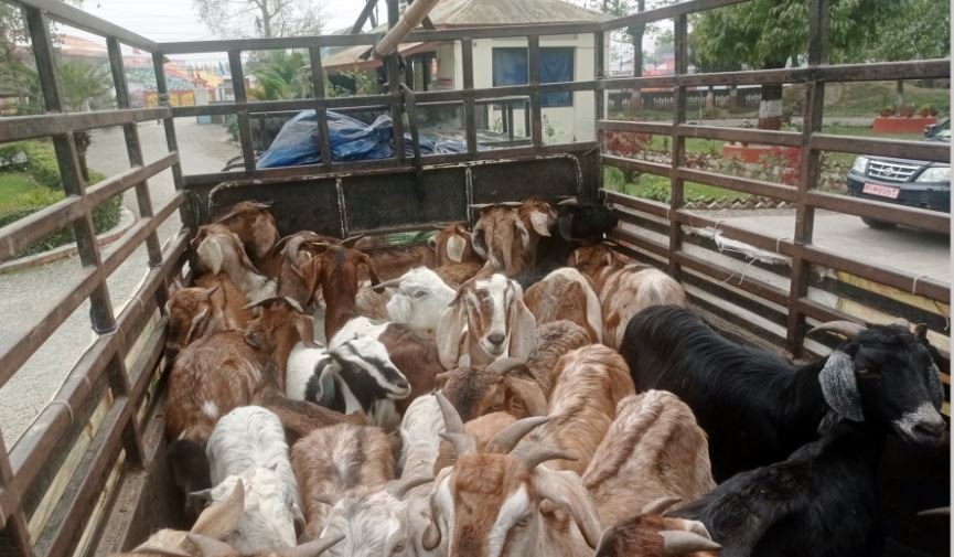 बाख्रा नियन्त्रणमा