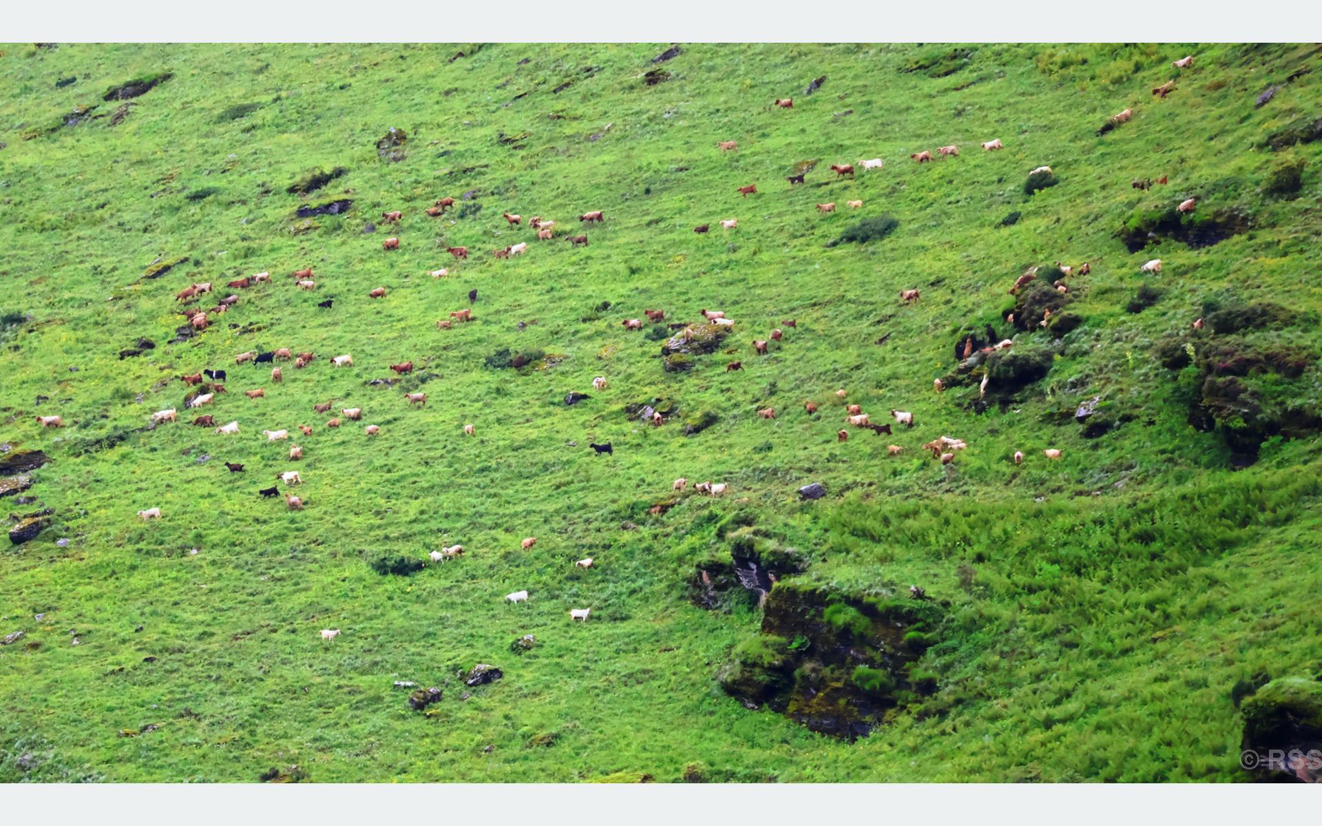 बुकीपाटनमा चर्दै गरेका भेडाबाख्रा (तस्बिर)