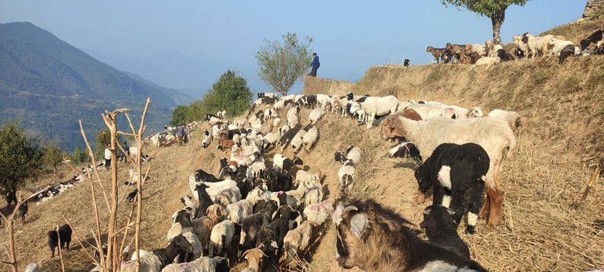 लेकतर्फ लाग्दै भेडाका बथान