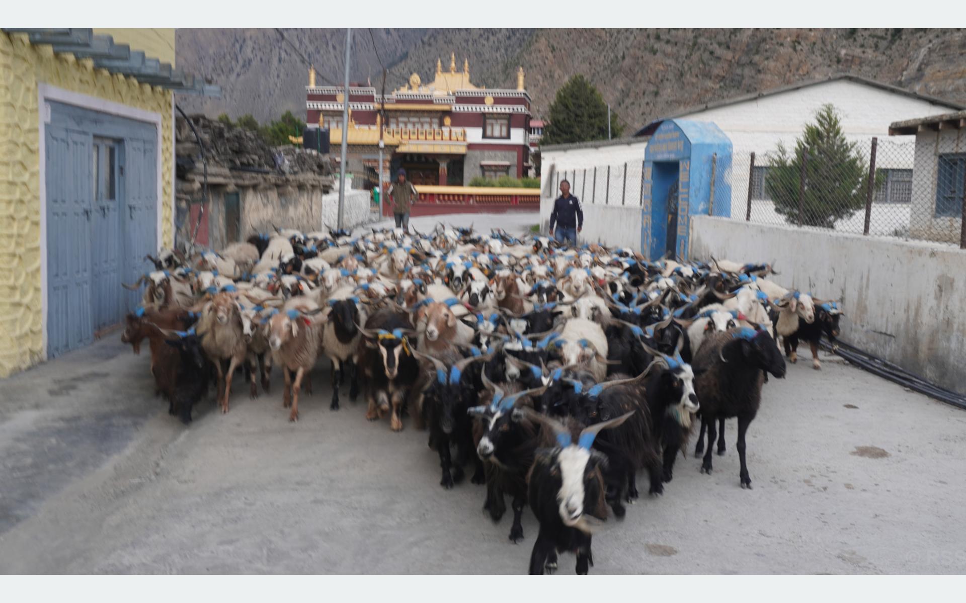 दशैं नजिकिएसँगै जुम्ला-डोल्पाका भेडाच्यांग्रा मुस्ताङ भित्रिन थाले