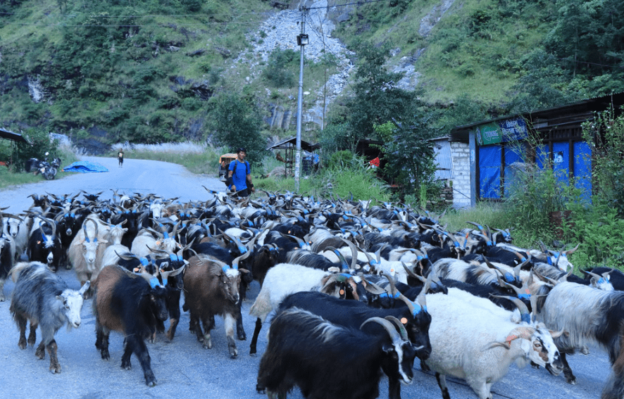 दसैँका लागि बजार झरे लेकाली भेडाच्याङ्ग्रा