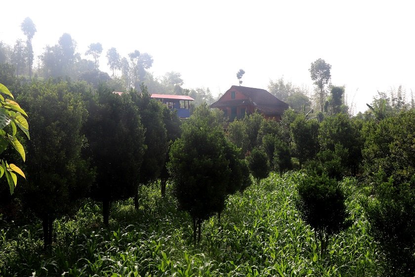 व्यावसायिक सुन्तला खेतीमा जुट्दै भोजपुर पालुवाका किसान