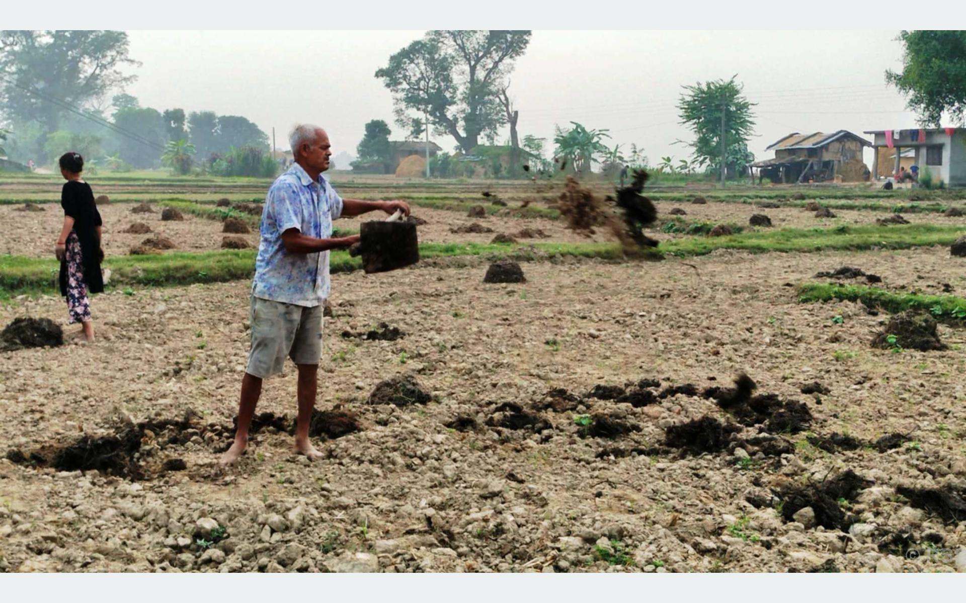 शुक्लाफाँटाका किसान अधियाँमा आश्रित, जमिन अभाव र बाढीको मार
