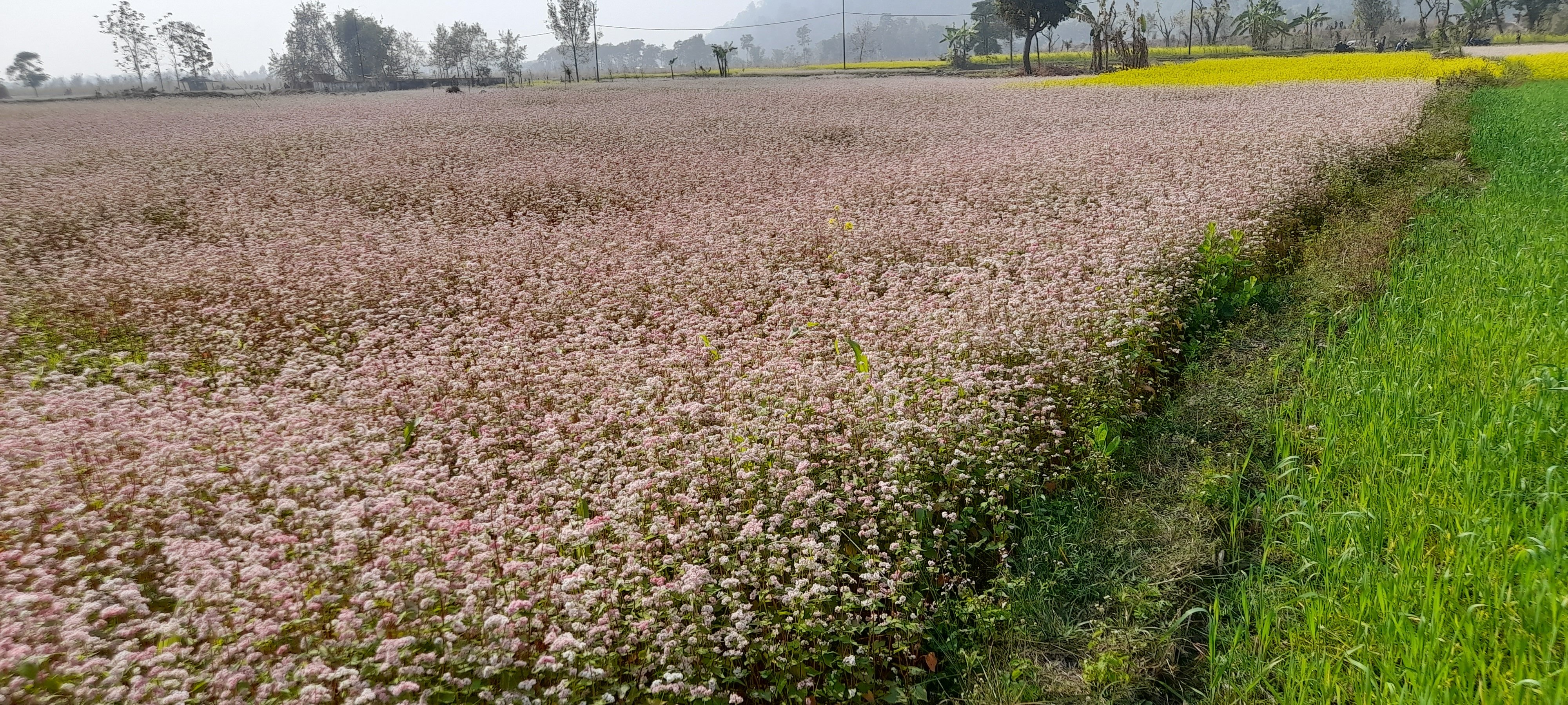 फापर खेती