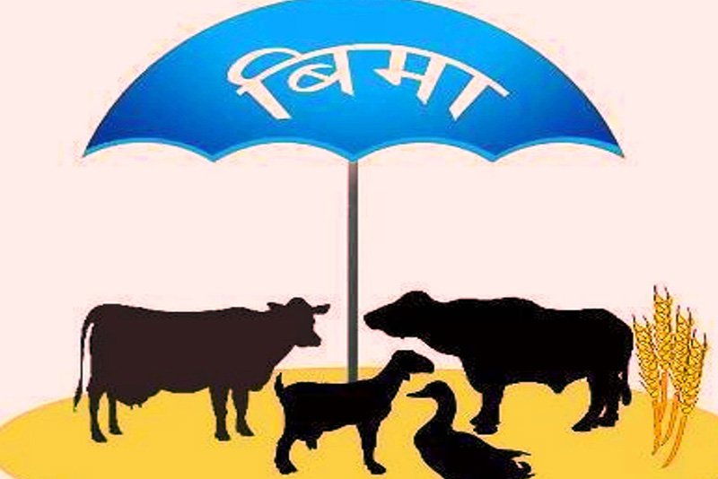कृषि बिमामा ३६ अर्ब बराबरको सुरक्षा, ६४ करोड अनुदान अझै भुक्तानी हुन बाँकी