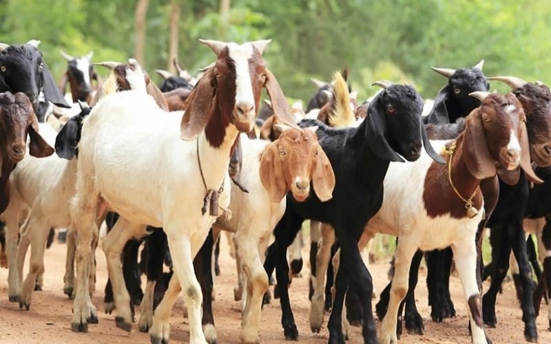 सागसब्जी र खसीबोका बिक्रीबाट आठ करोड आम्दानी