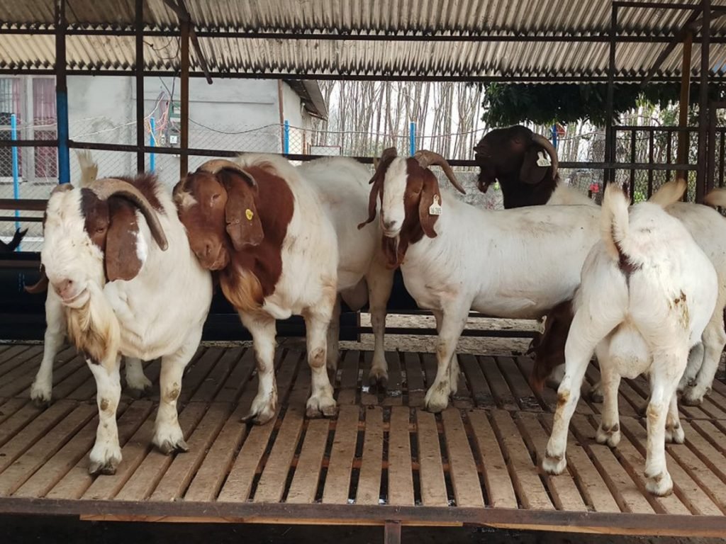 फर्ममा पालिएका बोयर जातका बोका