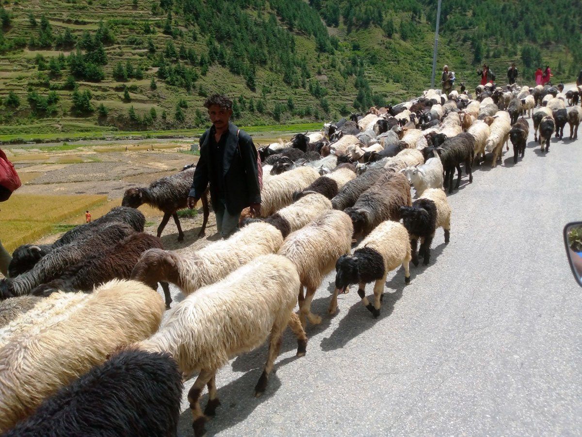 चरनका लागि भेंडा लैजाँदै