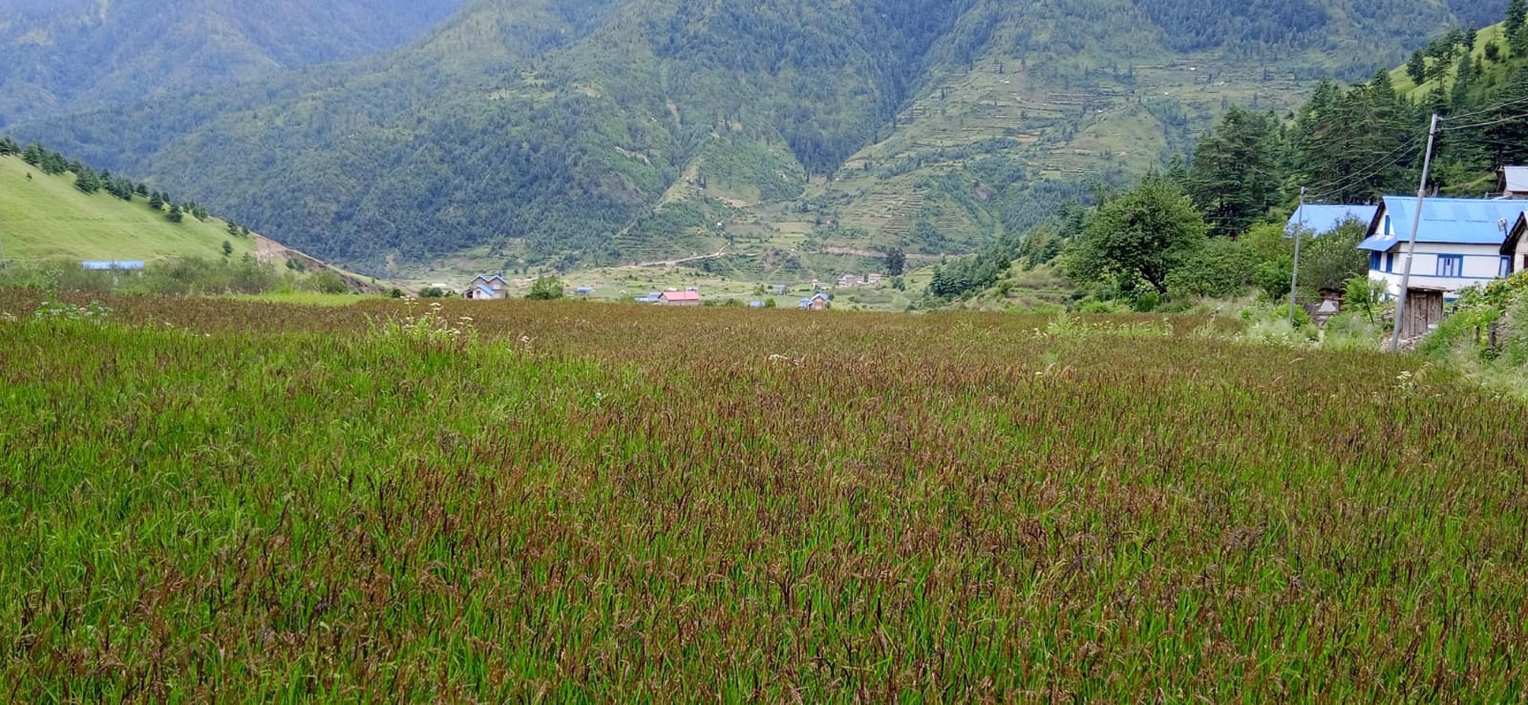 मार्सी धान