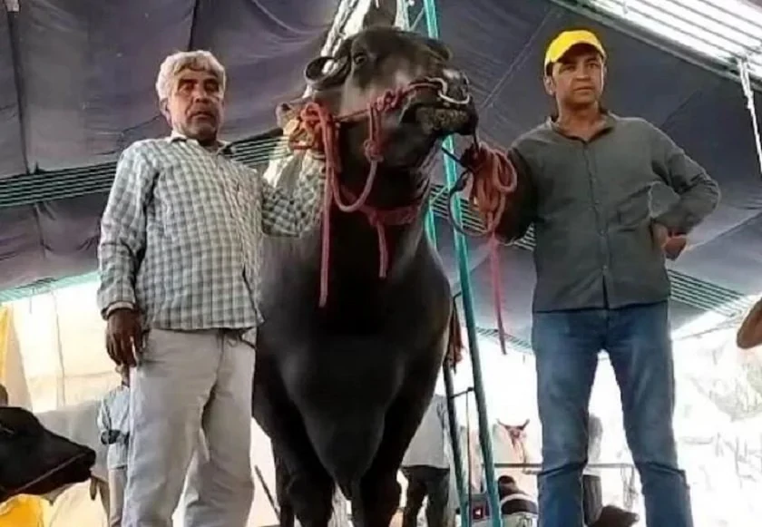 भारतमा उत्कृष्ट पशुको उपाधी जितेको गोलु–२ नामक भैसीको मुल्य नै १६ करोड