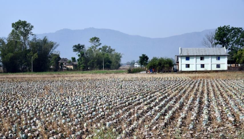 बारीमै सुकेको बन्दागोभी