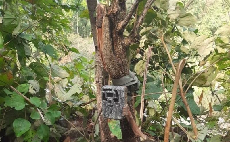 बाघ गणनामा प्रयोग राखिएका ६० क्यामेरा हराए, छानबिनको माग