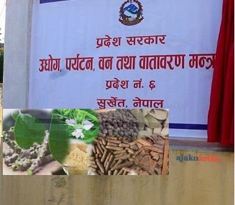 कर्णाली प्रदेशबाट एक वर्षमा ६ करोडको जडीबुटी निकासी, वृक्षारोपण कति ?