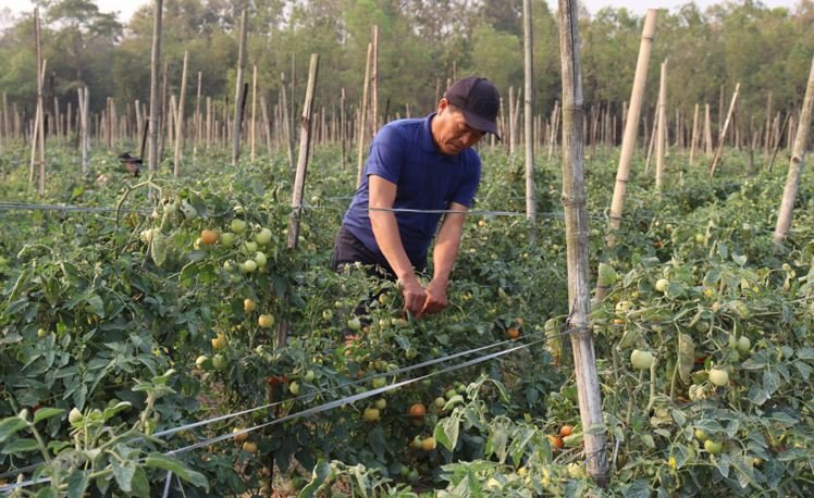 विदेशबाट फर्किएर तरकारी खेती, मासिक एक लाख आम्दानी