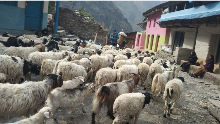 लाग्यो उँभौली, भेडाबाख्रा धपाउँदै लेक चढे गोठालाहरु
