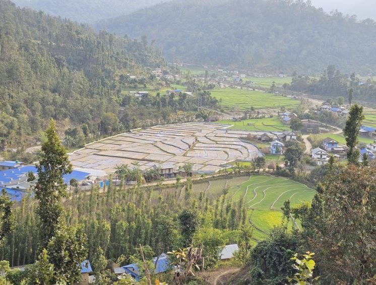 खेतमा सुकाइएको अदुवा र बेसार