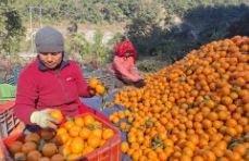 सुन्तला बजार पठाउने तयारी