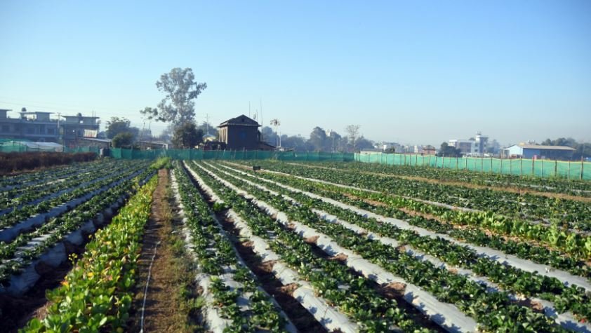 व्यावसायिक स्ट्रबेरी खेती