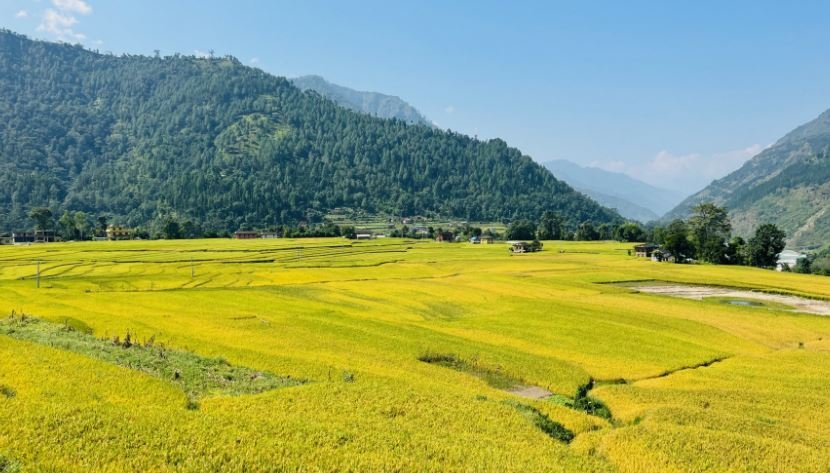 रुकुम पश्चिममा  धानबाली