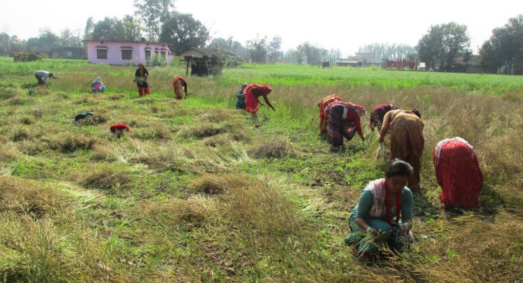 खेतबारीबाट तोरी निकाल्दै कृषक