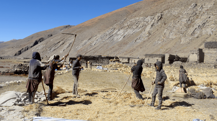 उवा बाली भित्र्याउन व्यस्त कृषक (तस्बिर)