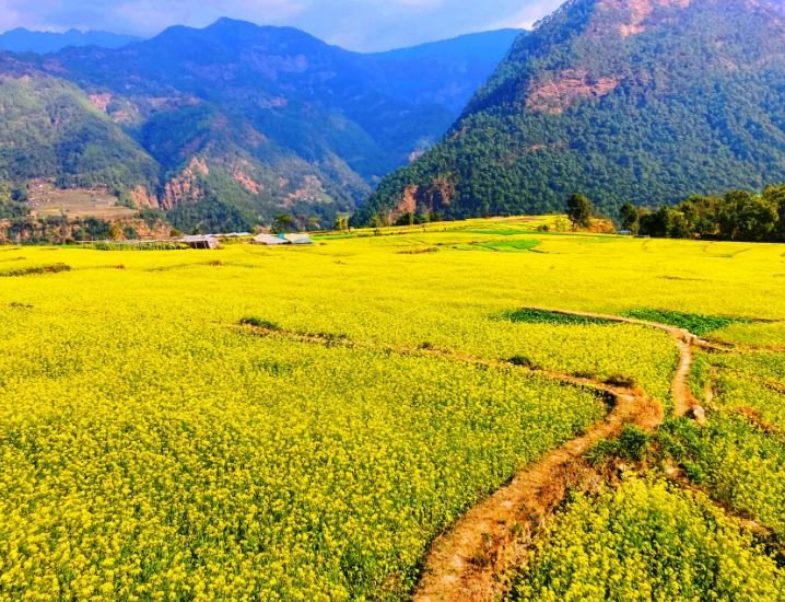 कुडुले फाँटमा पहेँलपुर तोरी