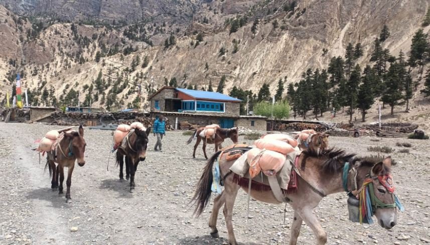 खच्चडमार्फत खाद्यान्न ढुवानी
