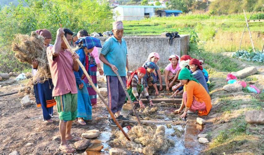 अल्लोको प्रशोधन गर्दै कामदार
