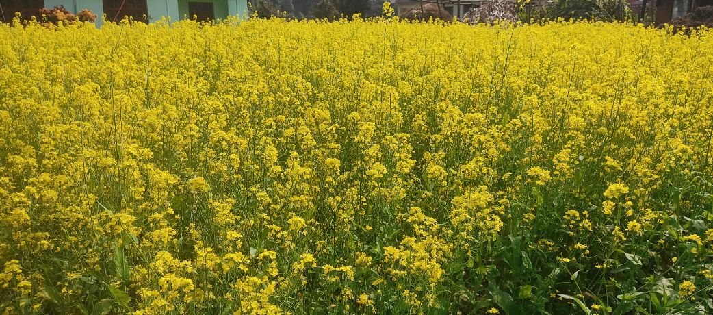तोरी बारी