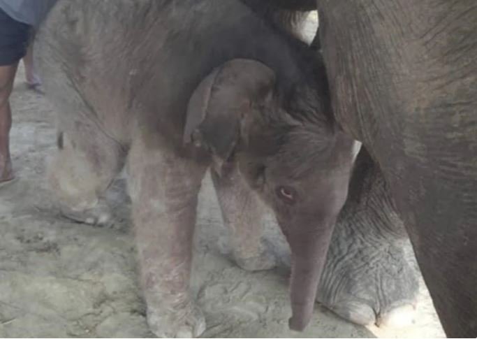 प्रजनन केन्द्रमा रिमझिमकलीले पाइन् छावा