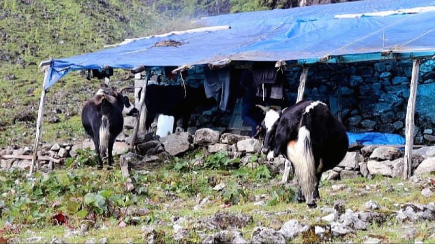 सिन्धुपाल्चोकको हिमाली क्षेत्रमा जलवायु परिवर्तनका कारण चौंरीपालन संकटमा