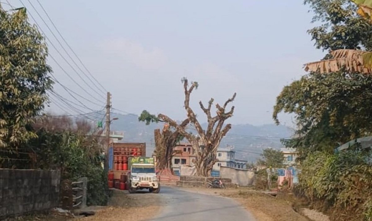 चाैताराकाे सत्यानास गरेर काेटीहाेमकाे तयारी, पोखरामा हरियाली मेटाउने काे ?