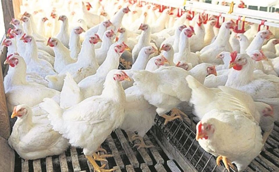 कुखुराको अबैध आयात रोक्न मन्त्रालयको निर्देशन