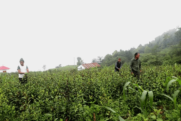 भोजपुरको तीनतलेमा व्यावसायिक चिराइतो खेती फस्टाउँदै, वार्षिक १२ लाखसम्म आम्दानी