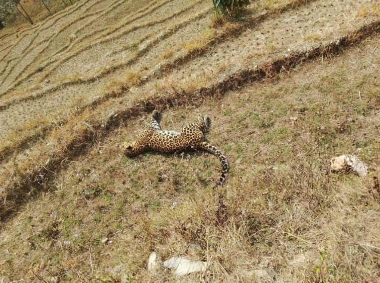 पर्वतको फलेवासमा भेटिएको चितुवा