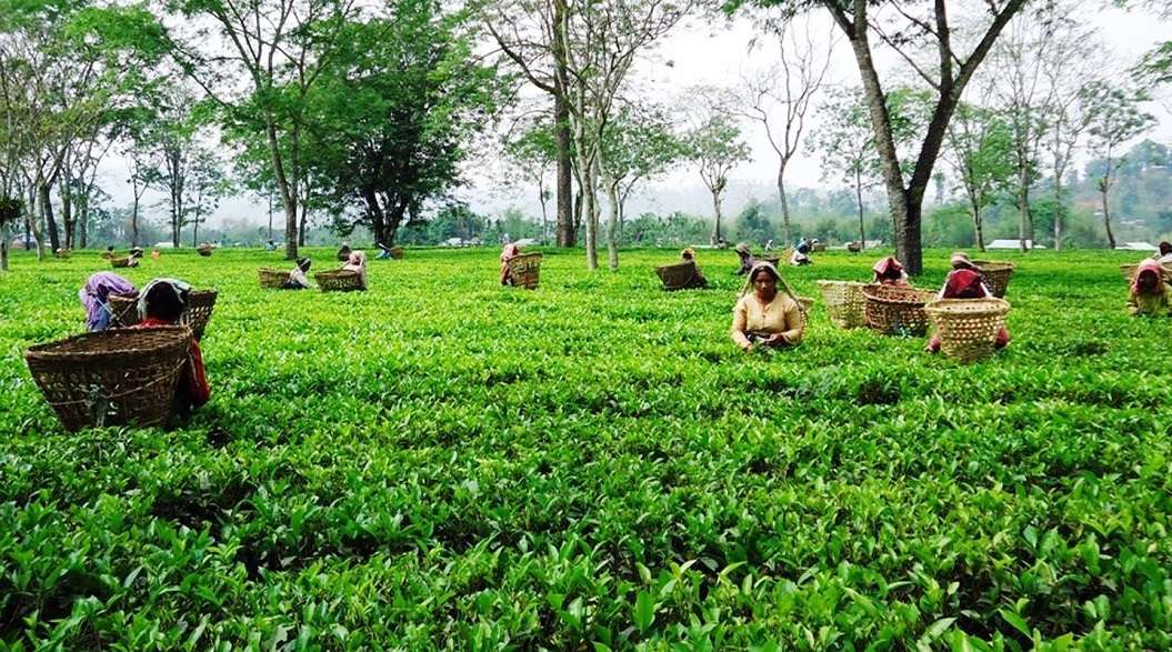 नेपाली चियाको निर्यातमा ठूलो धक्का, भारततर्फको व्यापार खस्कियो