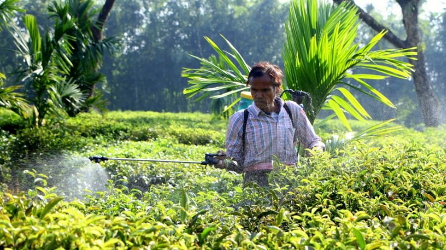 चिया निर्यातमा वृद्धि भएतापनि किन भएन नाफा ?