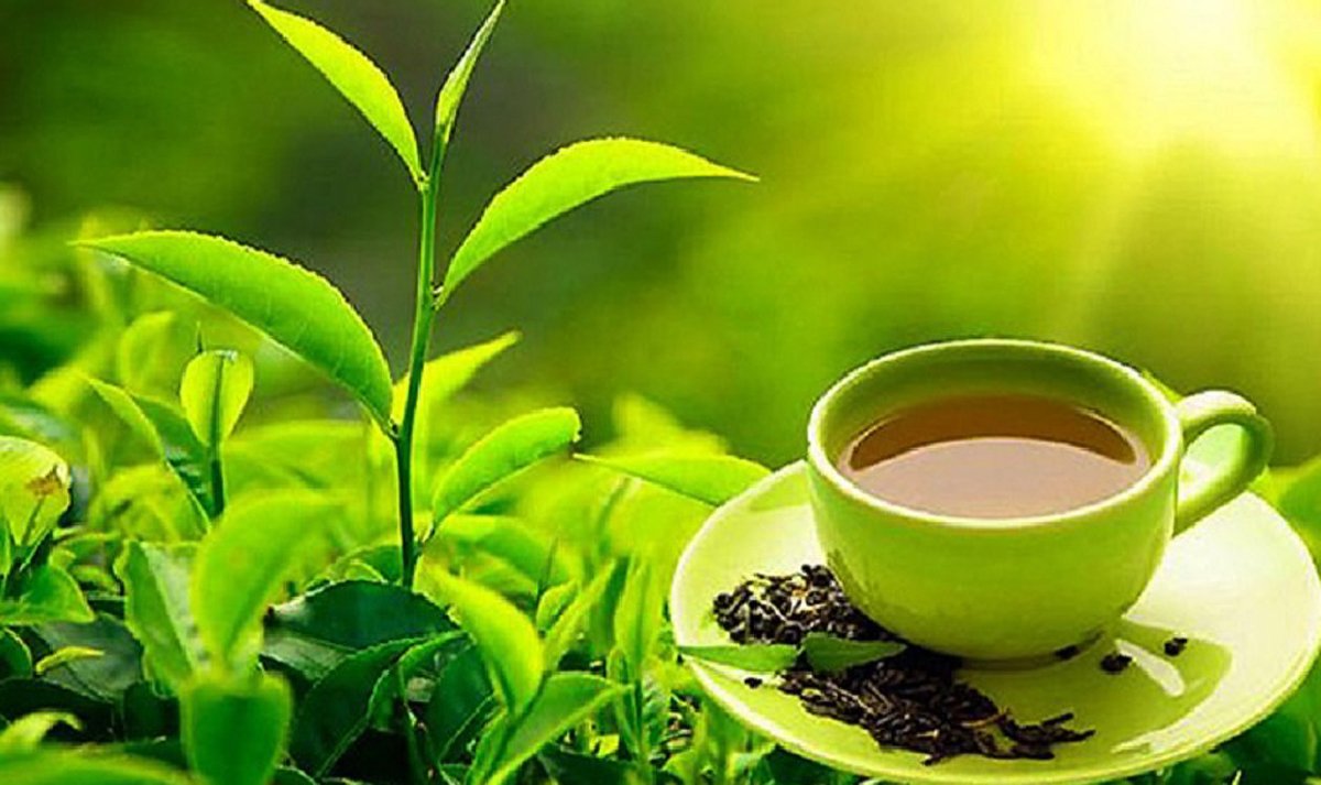 याे आवमा चिया निर्यात बढ्याे, दुई अर्ब ९५ करोड बराबरको चिया निर्यात