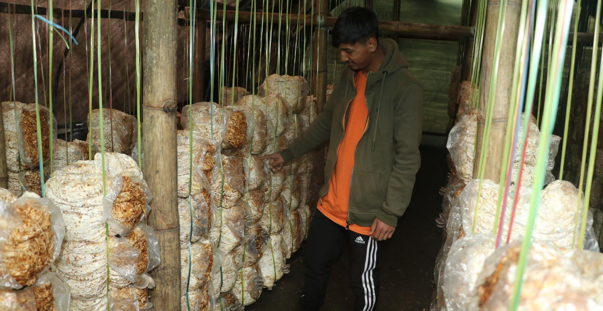 च्याउ खेतीबाट मासिक दुई लाख कमाउँदै निखिल