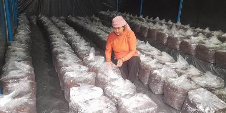 च्याउखेतीबाट बर्सेनि १२ लाखभन्दा बढी आम्दानी