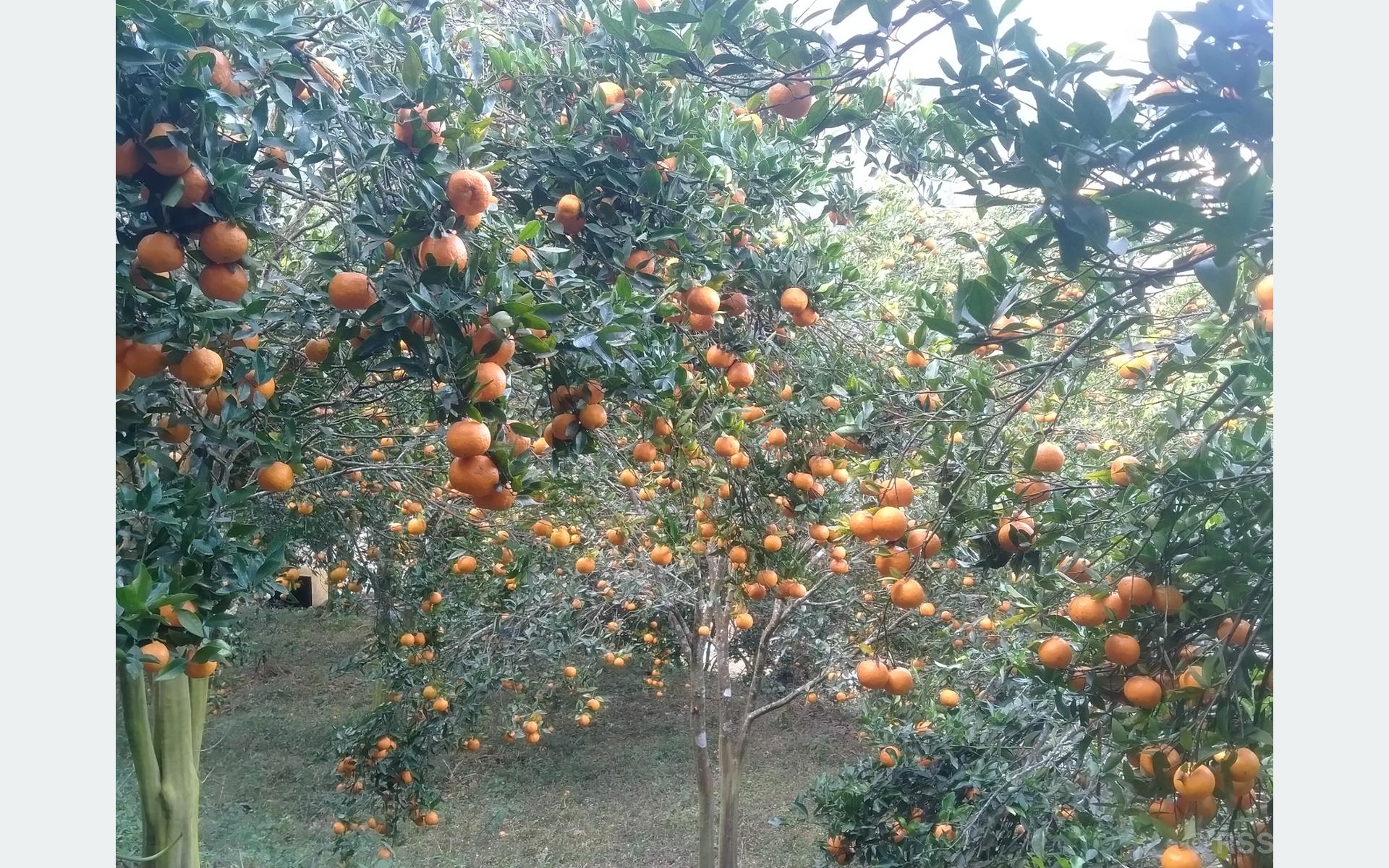 भीरकोटबाट एक वर्षमा दश करोड बढीको सुन्तला बिक्री