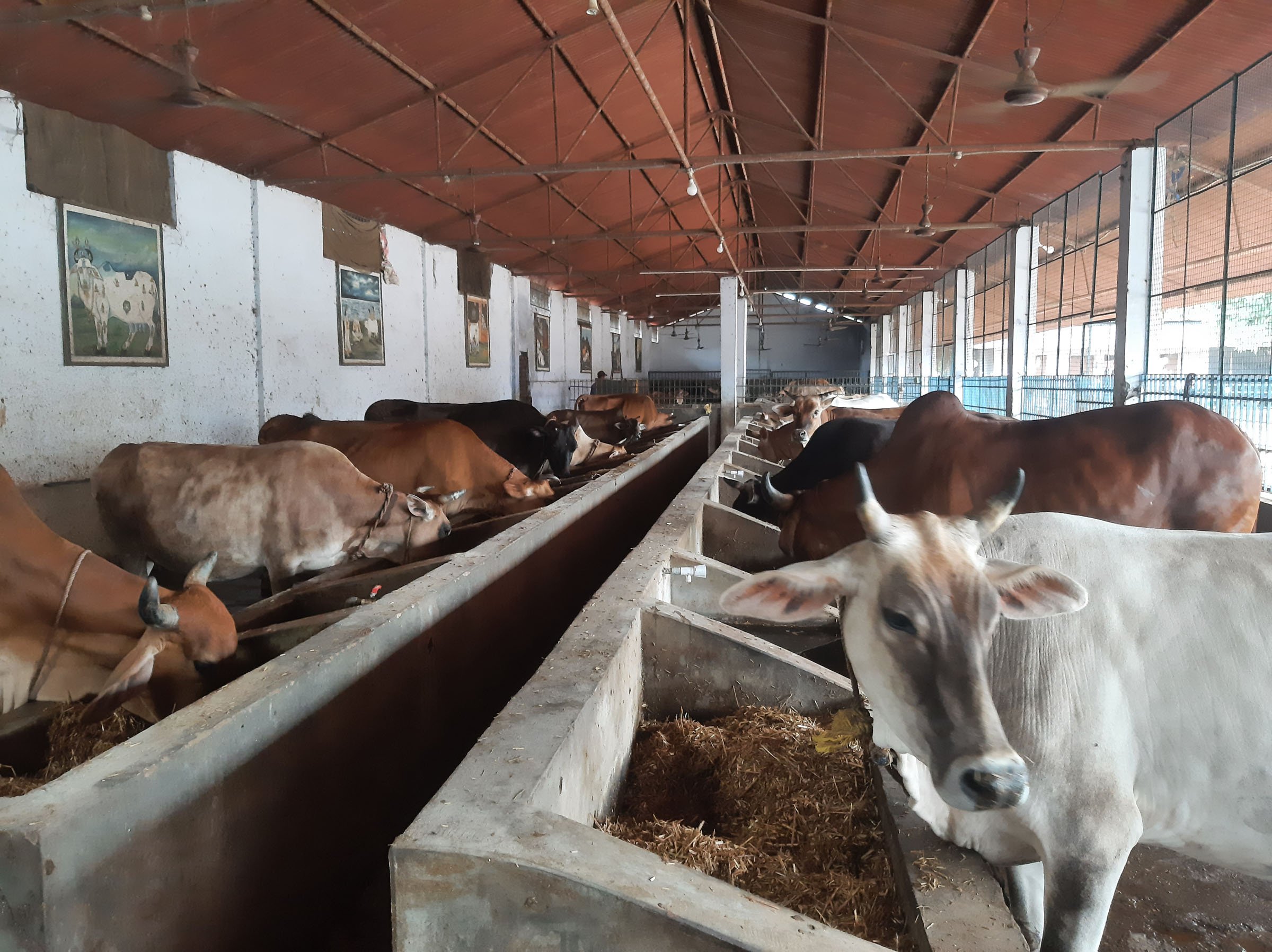 भद्रपुर गौशाला