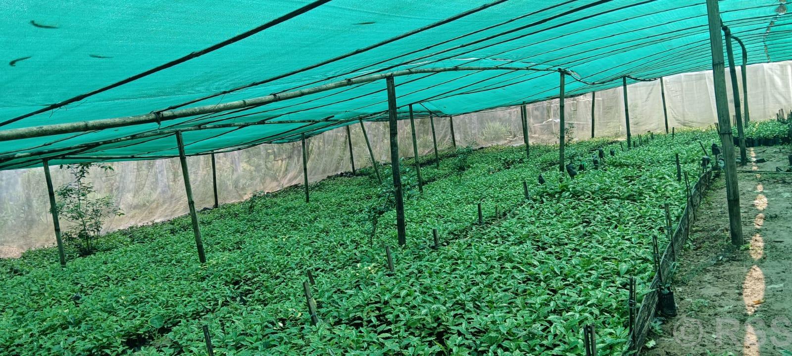 भोजपुरको षडानन्दमा गरिबी निवारणका लागि प्रांग्रारिक कफीखेती कार्यक्रम सञ्चालन