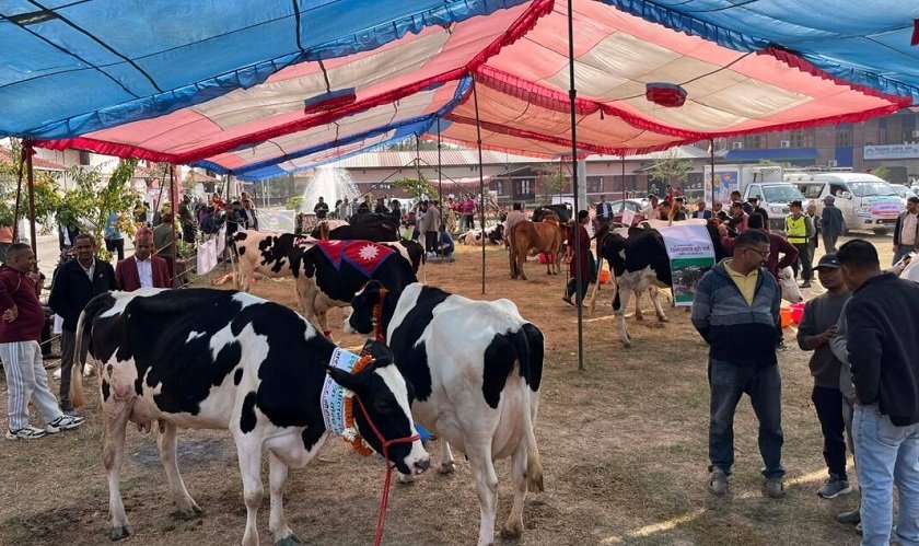 राष्ट्रिय गाई प्रदर्शनीमा कामना कृषि फर्मको गाई सर्वोत्कृष्ट