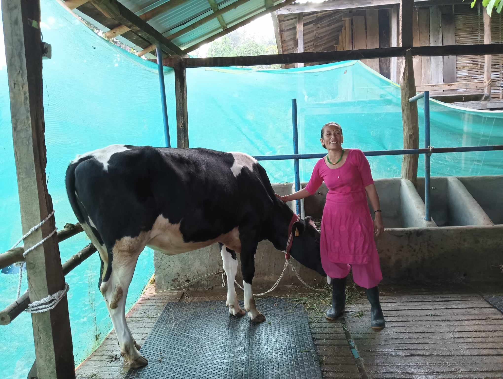 हेफर इन्टरनेसनल नेपालको सहयोगमा पाँच सय परिवारलाई कोरली गाई वितरण गरिने
