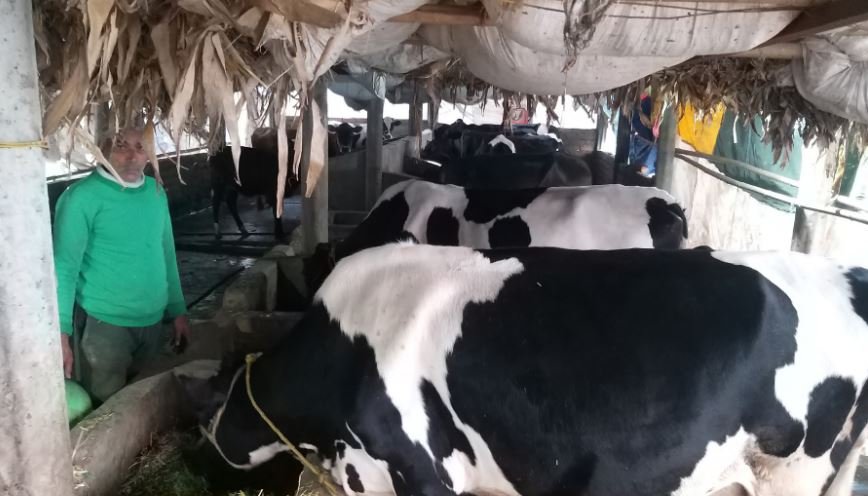 फार्ममा पालिएका गाई